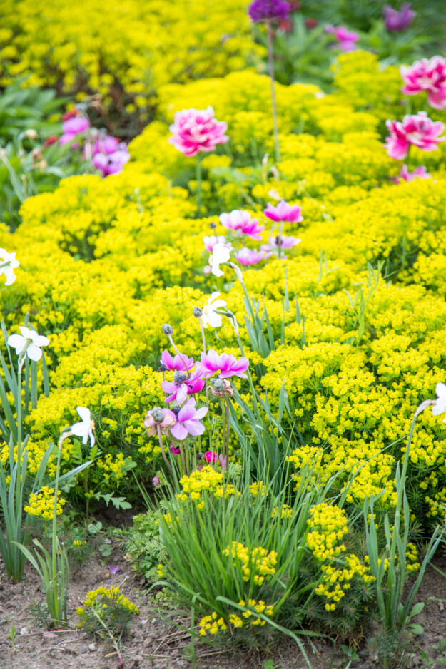 Ich nehm Euch mit auf die Landesgartenschau in Beelitz wo sich nicht nur alles um die Gärten sondern auch um den Spargel dreht.