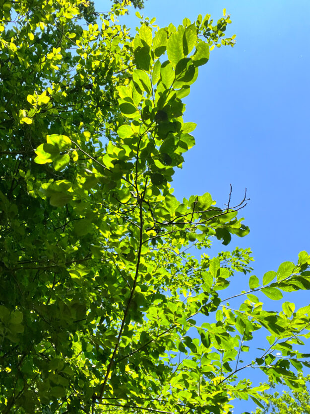 Monatsrückblick tastesheriff - Juni 2022