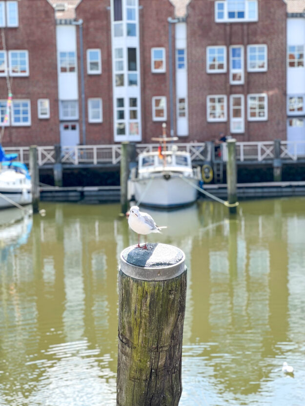 Wieviel kann in einem Monat passieren?! Der Monatsrückblick im August - tastesheriff.com