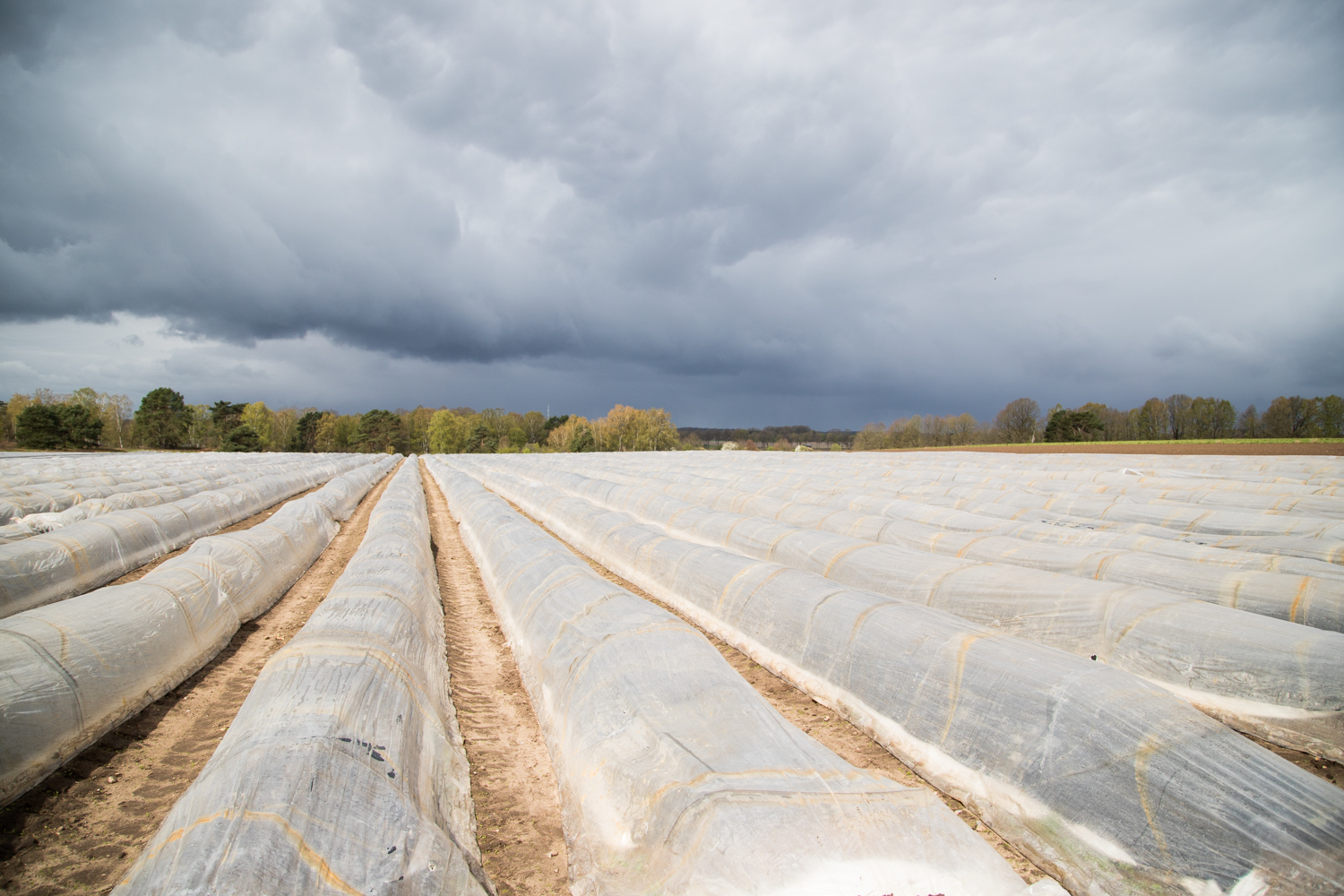 Vom Feld auf unseren Teller-Bei meinem Besuch auf dem Spargelhof in Inzmühlen habe ich viele Fragen gestellt, Spargel gestochen und mir das Sortieren angeguckt.