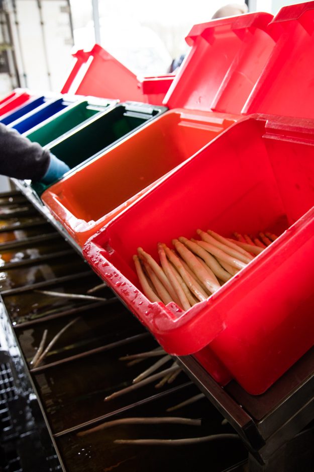 Vom Feld auf unseren Teller-Bei meinem Besuch auf dem Spargelhof in Inzmühlen habe ich viele Fragen gestellt, Spargel gestochen und mir das Sortieren angeguckt.