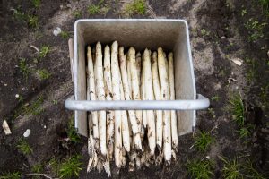 Vom Feld auf unseren Teller-Bei meinem Besuch auf dem Spargelhof in Inzm&uuml;hlen habe ich viele Fragen gestellt, Spargel gestochen und mir das Sortieren angeguckt.