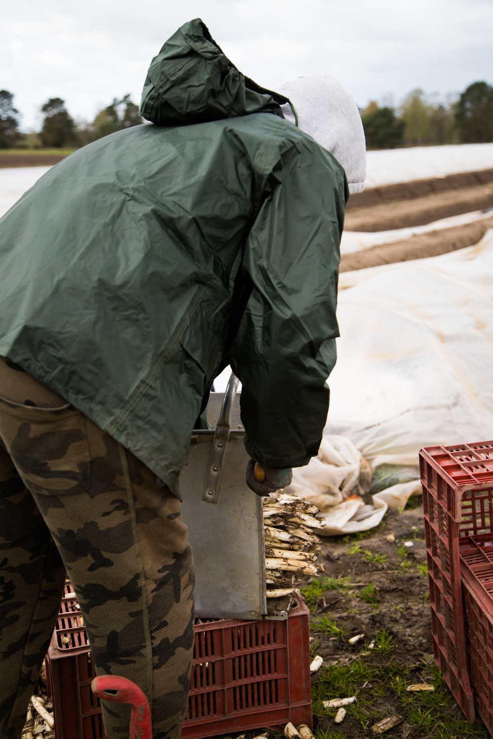 Vom Feld auf unseren Teller-Bei meinem Besuch auf dem Spargelhof in Inzmühlen habe ich viele Fragen gestellt, Spargel gestochen und mir das Sortieren angeguckt.
