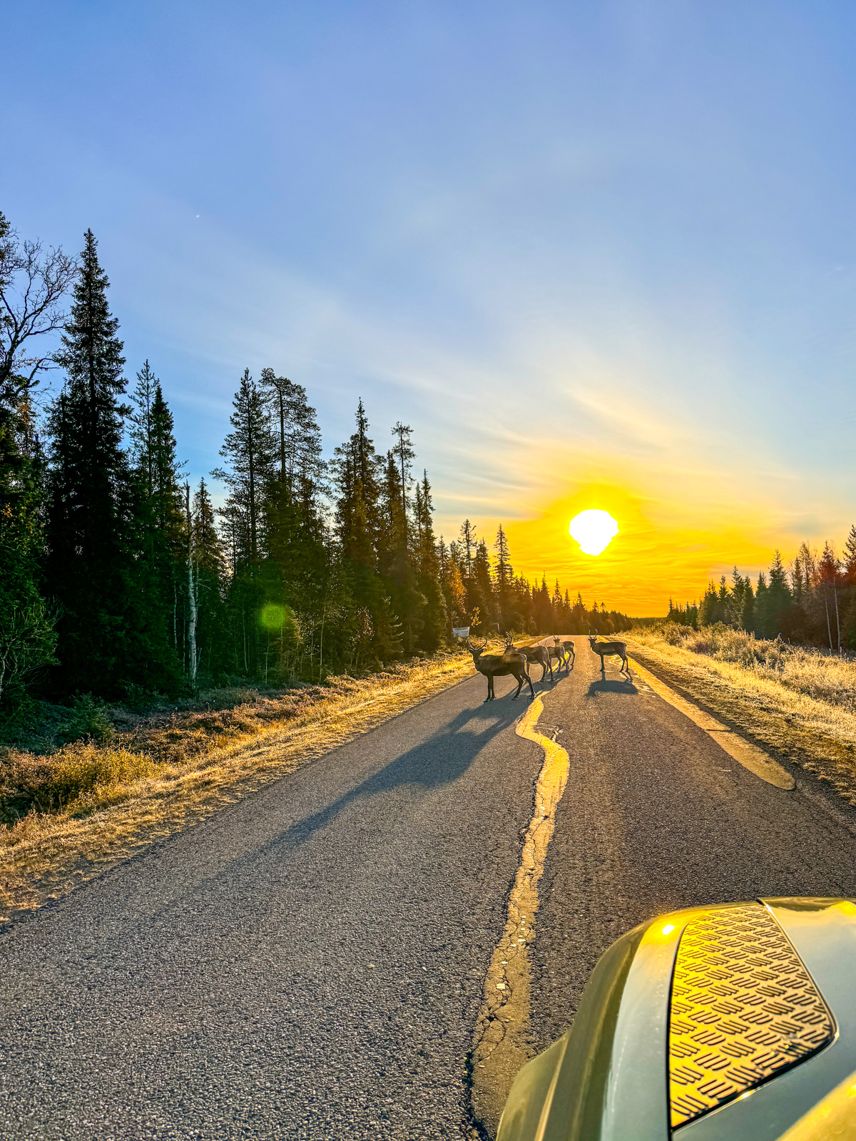 Entdeckt die besten Mitbringsel aus Finnland: von traditionellem Lakritz und handgefertigter Keramik bis hin zu Wollprodukten und typisch finnischem Design.