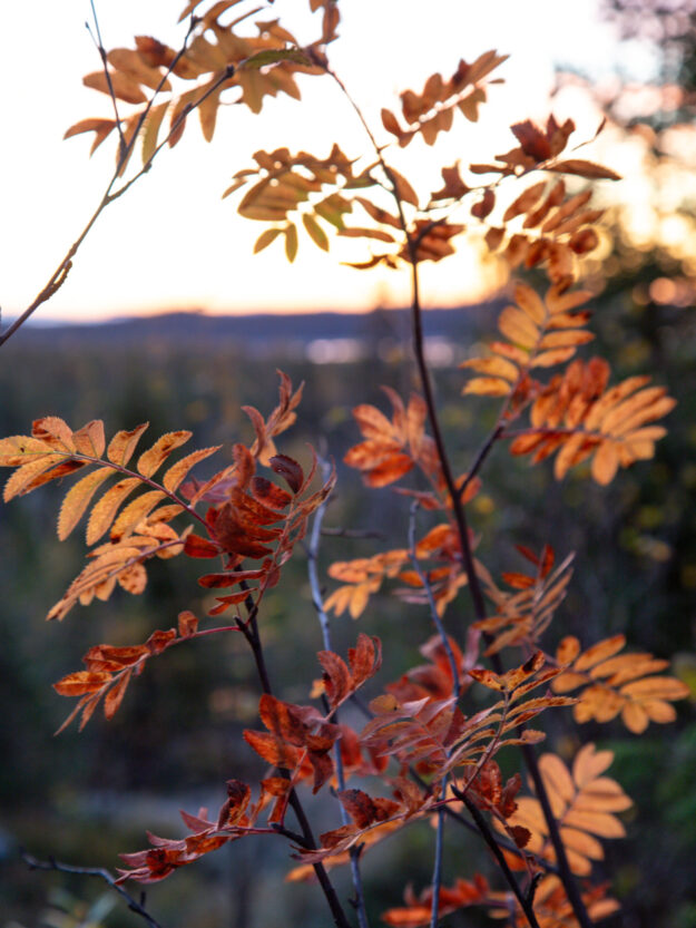 Meine Reise nach Finnisch Lappland: Atemberaubende Natur, magische Polarlichter und unvergessliche Erlebnisse. Ein Trip voller Oh-wie-schön-Momente!