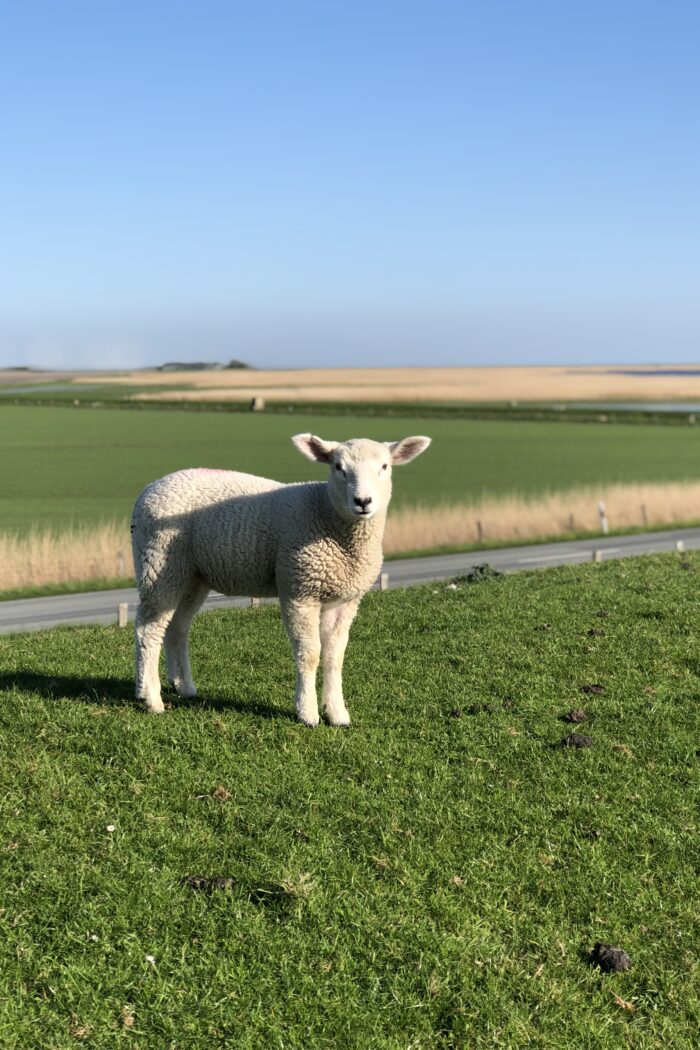 Familienurlaub in Nordfriesland – unsere besten Tipps f&uuml;r Strand, Inseln & mehr