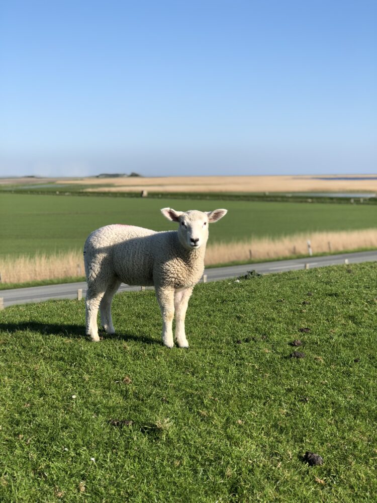 Ferien in Nordfriesland