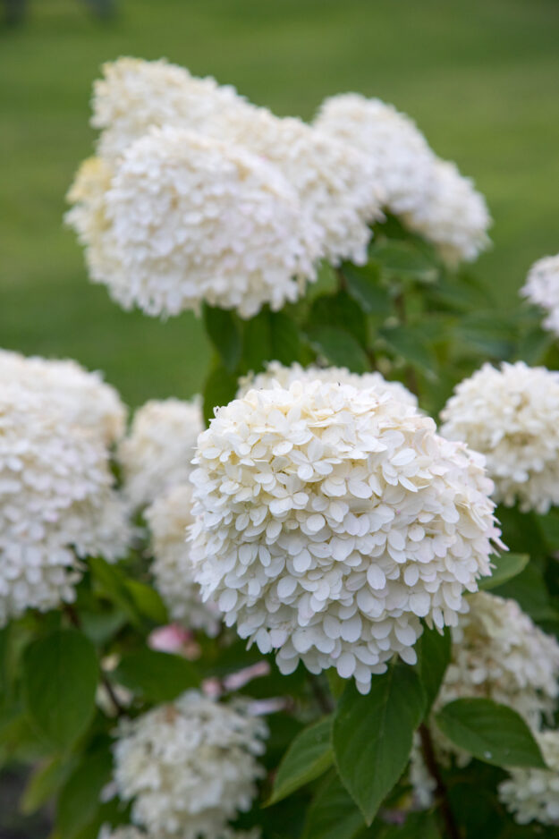 Eine köstliche Trauben-Käse-Pfanne vom Grill – saftige Trauben und geschmolzener Käse vereinen sich zu einem perfekten Grillgericht für besondere Momente.