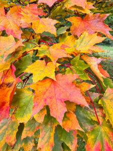 Ein herbstliches Wochenende im Waldhof und sprachlos wieder in Hamburg